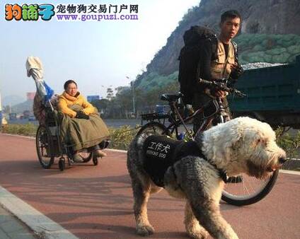 痴情男子携带狗狗与患病女友欲环游中国