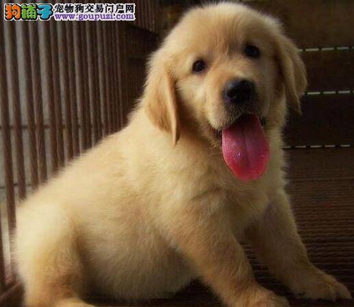 挑选金毛犬时的科学步骤与依据
