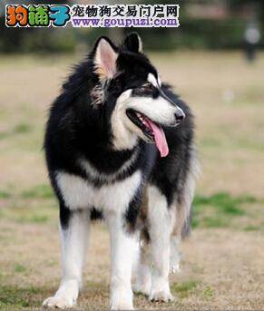 训练室内犬 怎样教导室内饲养的阿拉斯加犬