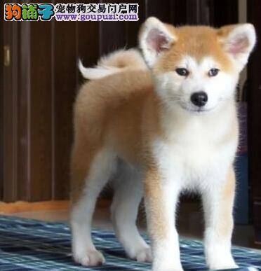 怎么判断秋田犬是不是已经怀孕了