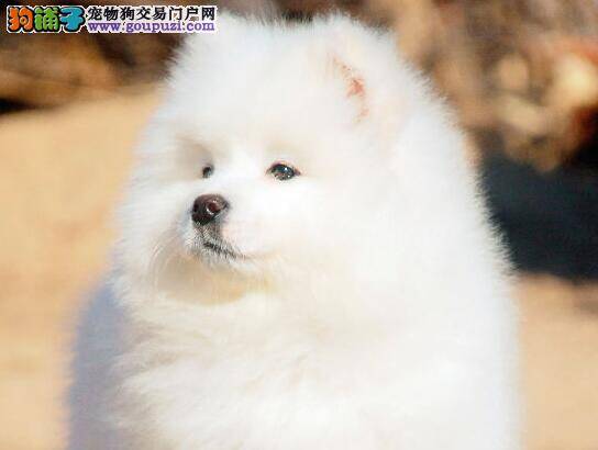 萨摩耶吃牛奶后开始拉稀了如何是好