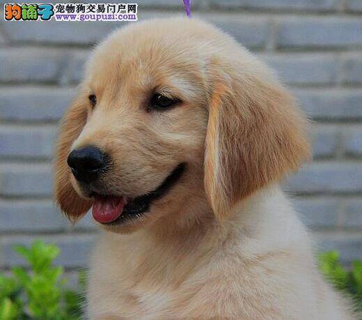 进入寒冬金毛犬为什么还会掉毛