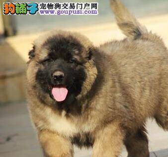 我家高加索犬最近不吃不喝是怎么了