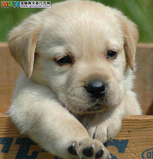 清理全攻略 拉布拉多犬每日洗澡大作战