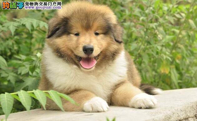 苏格兰牧羊犬最近几天咳嗽带痰应如何医治