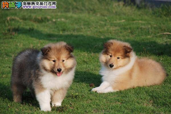 初养者如何挑选到称心如意的苏格兰牧羊犬