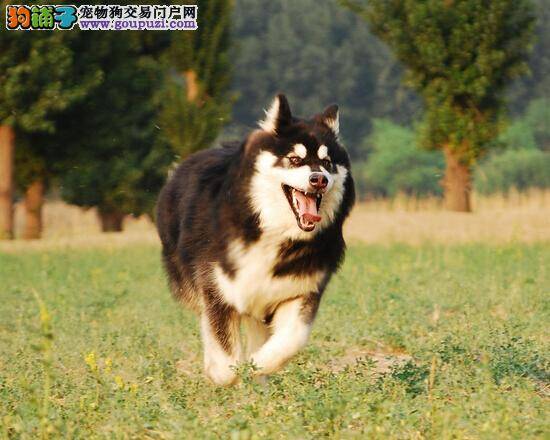 价格分析 目前阿拉斯加雪橇犬的价格状况是怎样的