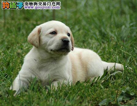 掌握纯种拉布拉多犬的特点 让挑选工作更容易