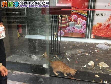 猫咪被困半月 市民轮流送猫粮 “兴悦1号”餐厅