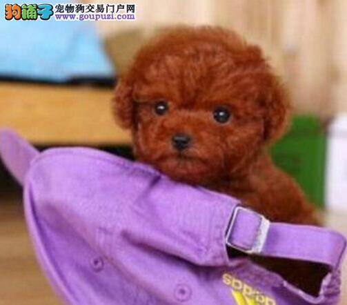 家庭生活宝典之泰迪犬怎样能学会坐马桶