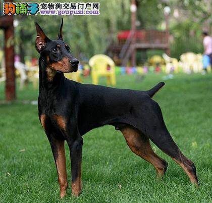 怎样训练性格过于内向的杜宾犬