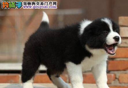 边境牧羊犬眼睛有脓液，全身发抖怎么办