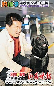 山西的首只导盲犬多多祖宗八代都没咬过人