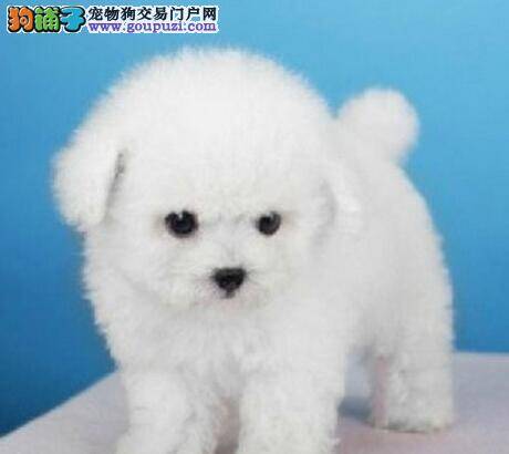 一个多月的比熊犬可以断奶吗 如何断奶