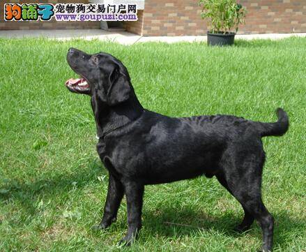 产前全攻略 拉布拉多犬分娩期间的护理工作