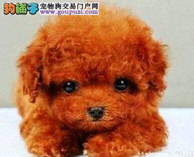 走进泰迪犬的内心 了解泰迪犬的性格