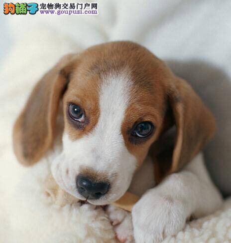 美容秘籍之四个步骤轻松完成比格犬梳理毛发任务