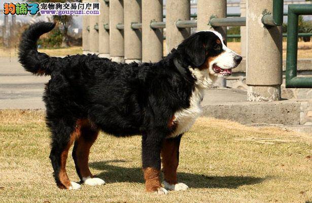 【伯恩山犬价格】纯种伯恩山犬多少钱一只（全国报价）