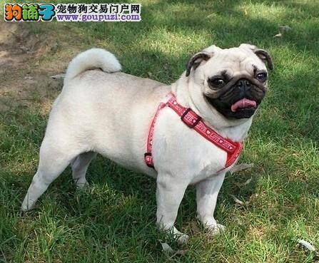 狗狗也美甲 怎样护理巴哥犬的指甲