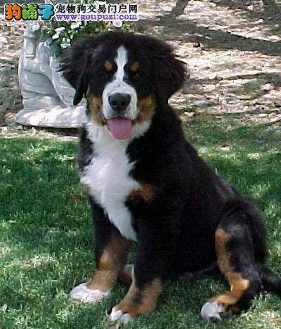 如何提高伯恩山犬的胆量