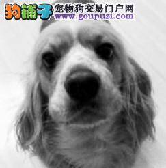 女主人寻遍整个城市，想找回爱犬的影子