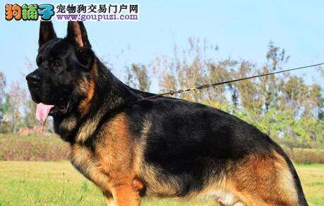 德国牧羊犬喉咙被骨头卡住了 如何是好