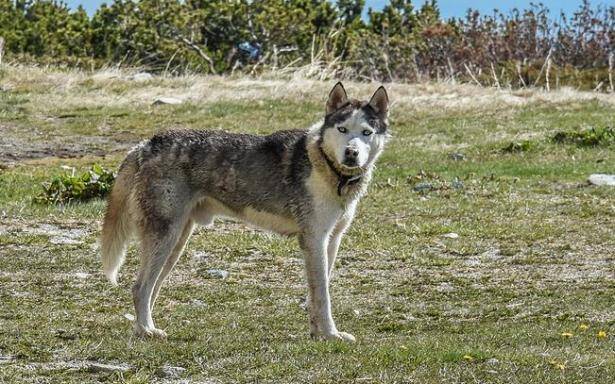 阿拉斯加犬在不同生长阶段该如何喂养