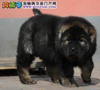 怎么判断刚买回来的高加索犬是否健康