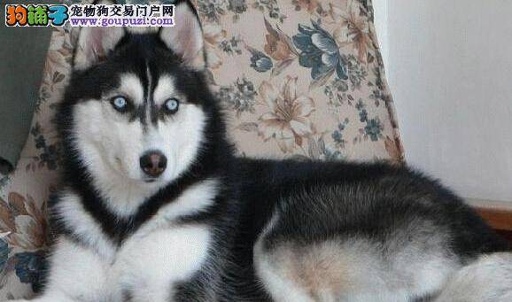 护理大全之哈士奇怀孕期间会有哪些表现