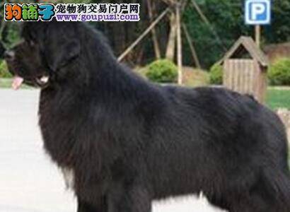 如何让胆小鬼纽芬兰犬能够爱上洗澡这件事