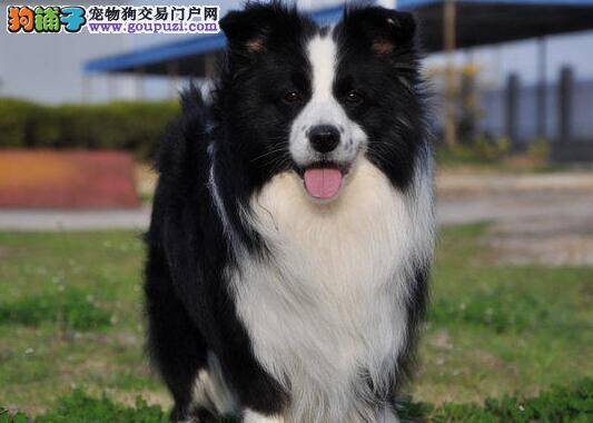 边境牧羊犬拉肚子，没精神是生病了吗