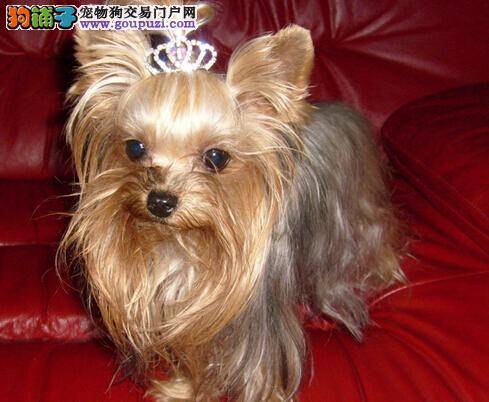 饮食习惯速查手册之如何纠正约克夏的饮食毛病