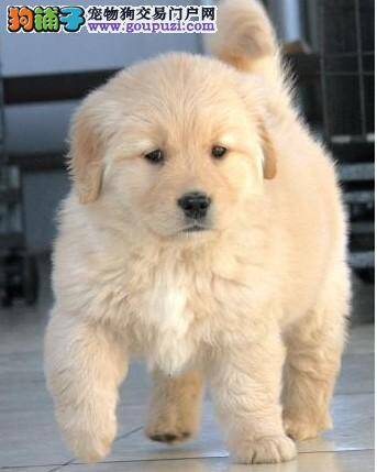 金毛犬患上皮肤病，鼻子和眼睛掉毛应如何治疗