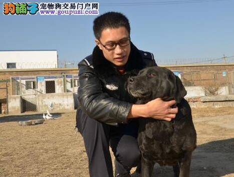 高龄警犬服役期将满 今年为职业生涯最后一年