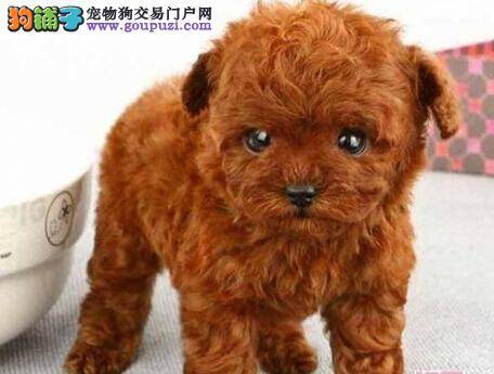 拥有一只泰迪犬的首要条件是什么