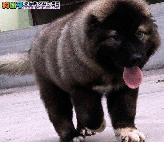 高加索犬肚皮上出现很多红点，求助