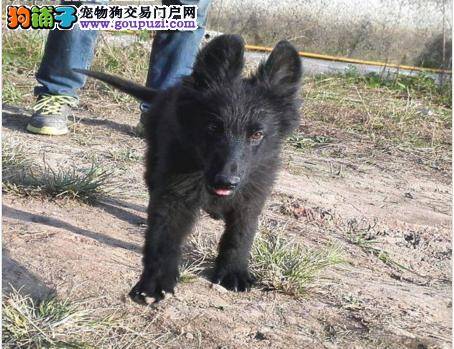 比利时牧羊犬为什么总爱刨土