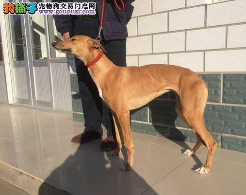 格力犬大腿内侧脱毛有红斑是皮肤病吗