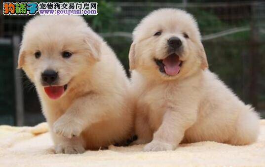 金毛犬最近便便很软，不太正常是怎么回事