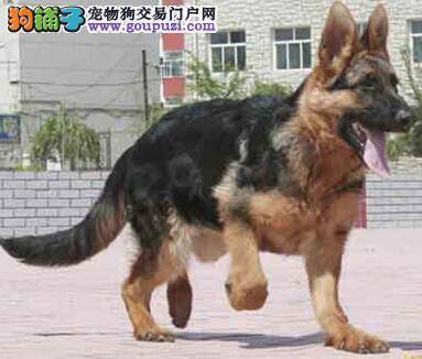 冬季饲养狗狗问题解疑 德国牧羊犬应该穿衣服么