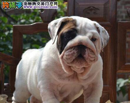 一个多月的斗牛犬可以洗澡吗