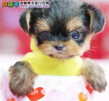 炼就火眼金睛 轻松识别茶杯犬衰老的几大特征