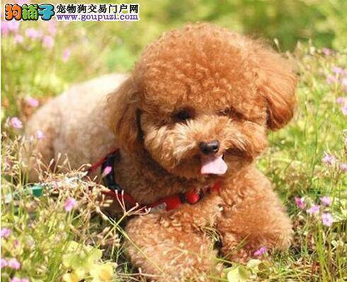 备受喜爱的泰迪犬特点分析