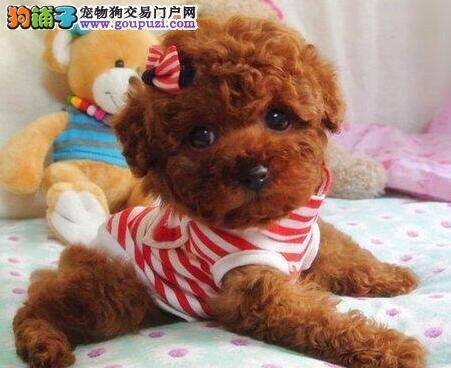 孕期中的贵宾犬怎样养最安全