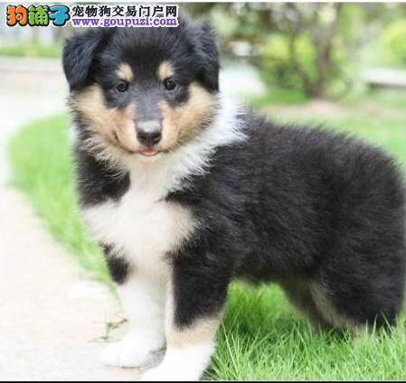 喜乐蒂犬总是随地大小便应如何改正