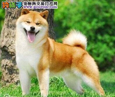 秋田犬扑人不礼貌 纠正坏习惯需及时