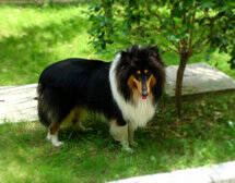 寻求苏格兰牧羊犬滴眼药水的方法