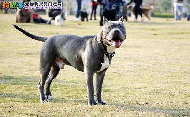 来自美国的小猛犬--比特犬