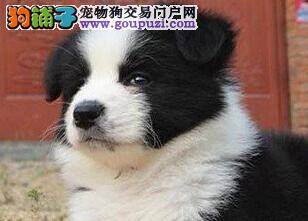 边境牧羊犬对营养的要求有哪些