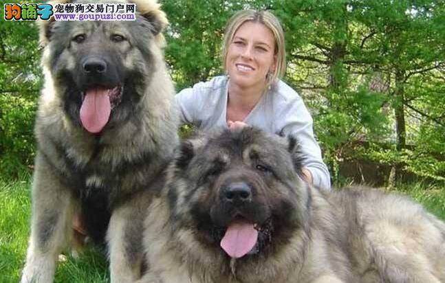 高大的高加索犬适合家养吗 高加索犬的性格